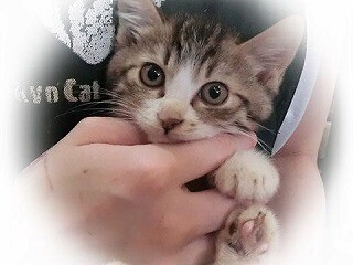 東京都豊島区で、248匹の猫の里親を募集中