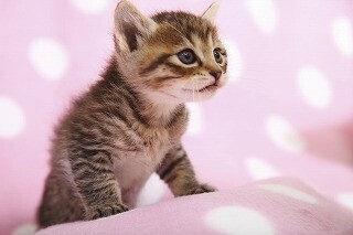 獣医師が教える猫砂の選び方