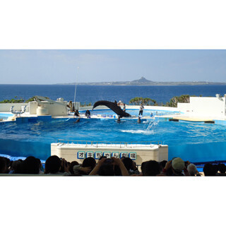 行ってよかった無料観光スポット、1位は沖縄のイルカショー