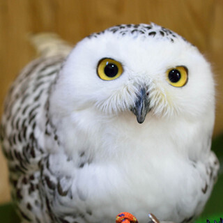 大阪府大阪市にフクロウと食事ができるカフェ - 未経験者も抱っこ可能!