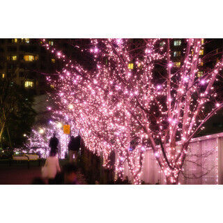 東京都・目黒川で&quot;冬の桜&quot;が満開に - 100%自給自足のイルミネーション開催