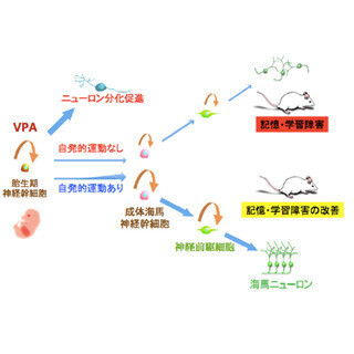 妊娠中の抗てんかん薬投与が子供の学習/記憶障害を引き起こす可能性-九大