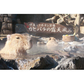 伊豆シャボテン公園で「カピバラの露天風呂」今年も開催! 家族で仲良く入浴