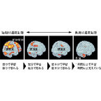 東大など、短期/長期の運動記憶に関わる脳の部位を画像で捉えることに成功