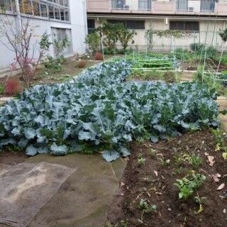 イマドキ「学童保育」はこんなにも進化しています (9) 神奈川県・川崎市「内藤アカデミー」、野菜栽培や果物狩りで自然と触れ合う