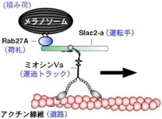 東北大、小胞「メラノソーム」上にタンパク質送り届けられる新技術を開発