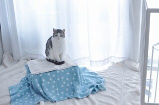 猫用のコタツを100円ショップの材料で作ってみた