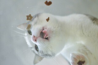 ガラスの下から猫がご飯を食べるのを見るとどうなるのか
