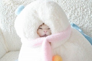 猫が雪だるまになれる猫用ベッドを使ってみた