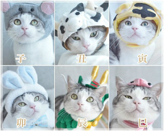 猫「干支に入れてください」 - 猫の干支擬態12パターン公開
