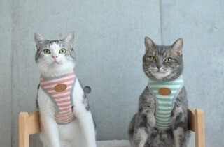 震災対策として猫にハーネスの練習をしていただいた