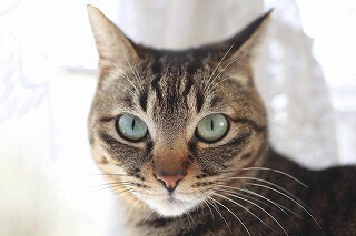 獣医師が解説する猫の脱走対策