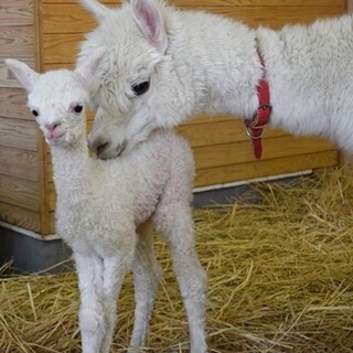 東武動物公園でアルパカの赤ちゃん誕生! 同園初となる待望の2世