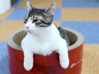 東京都豊島区で、207匹の猫の里親を募集中