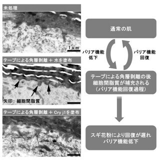 スギ花粉が肌の水分量と細胞間脂質量を低下させる - 資生堂
