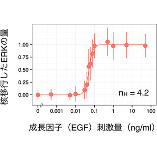 理研、細胞の運命を決めるシグナルのアナログ/デジタル変換の仕組みを解明