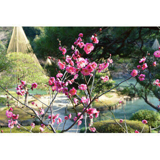 東京都北区「旧古河庭園」で紅梅が見頃 - 例年より2週間早く