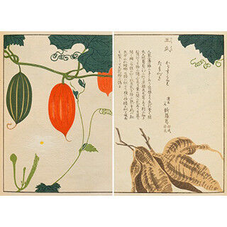 東京都・京橋で江戸時代の「薬草」に焦点を当てた展覧会