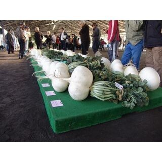 31.1kgを越えられるか! 鹿児島県ギネスに挑む「世界一桜島大根コンテスト」