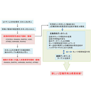 理研、日本人の2型糖尿病の発症に関わる新たな遺伝子領域を発見