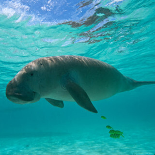 スマホで漁師が絶滅危機にあるジュゴンをモニター - 市民科学にKiiが協力