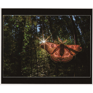 キヤノン、写真専門誌『フォトコン』月例コンテストの入賞作品展を開催