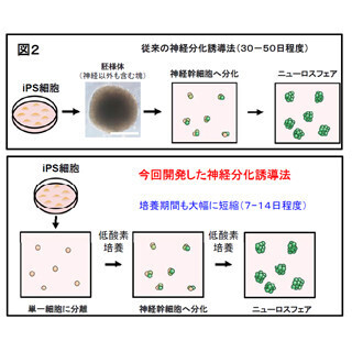 順天堂大と慶大、新誘導技術によりパーキンソン病iPS細胞バンクを構築へ