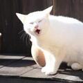 白猫･玉之丞の秘蔵写真50点公開! 2.22に『猫侍』12話＋スペシャル一挙放送