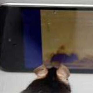 オスのマウスは他のマウスの性行動を見たがる - 慶大と麻布大