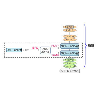筋ジストロフィーは「リビトールリン酸」の合成障害が発症の原因 - 神戸大