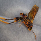 沖縄でハチに擬態した新種のガを発見 - 九州大学