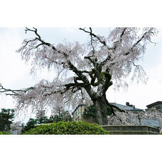 絵画にも紛う美しさ! 京都・東山で見逃したくない桜の名所をそぞろ歩く