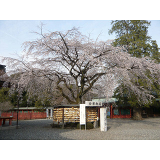 行った気になる世界遺産 (36) 桜にちなんだ"女神様"がいる世界遺産の神社をご存知?