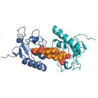 慶應大など、がん細胞の増殖と薬剤耐性に関わるタンパク質の構造を解明