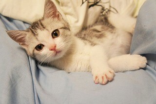 結婚の条件は、愛猫を捨てることだった (1) プロポーズの後、相手が放った一言