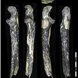 アフリカ大地溝帯以東で初の猿人化石 - 京大がケニア・ナイロビ郊外で発見