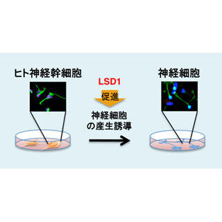 ヒト神経細胞の発生には脱メチル化酵素「LSD1」が重要 - 産総研が発見