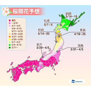 関東の桜は続々満開に! 週末は雨の花見か - 最新桜開花予想発表