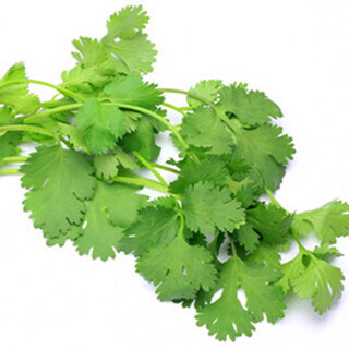 パクチーはダイエットにも効果的? ‐ 女性ホルモンを整える作用も