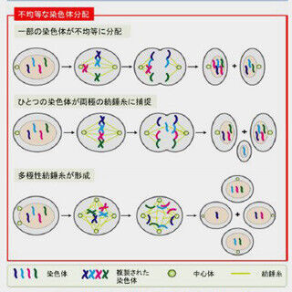 九大、細胞分裂時に染色体数を維持するための新たな分子機構を発見