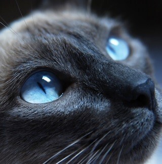 猫も家族に好きな人ランキングをつけるの?