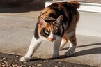 日本猫の尻尾って、なんであんなに短いの?