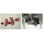 山梨大、マウスの尿に含まれていた細胞からクローンを作製することに成功