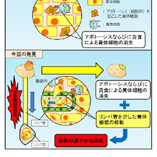 黄体退行は黄体細胞がリンパ管を通じて卵巣から流出することで起こる-岡山大