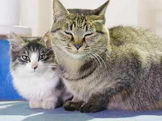 猫って一匹で飼ったほうがいいの? 寂しくないようもう一匹飼うべき?