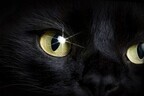 愛され長生きして妖怪と化した、しっぽ2本の黒猫がジュエリーになった