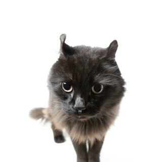 人生相談「家に帰ったらうちの白猫が黒猫になってました」