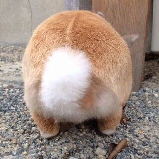 ぷりっぷりのお尻は好きですか? ぷりケツ選手権が開催!! ただし…