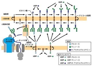 理研など、「未成熟型ドリコールオリゴ糖」だけを分解する仕組みを発見