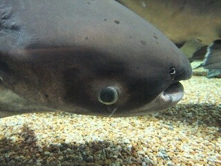 ナマズの飼い方